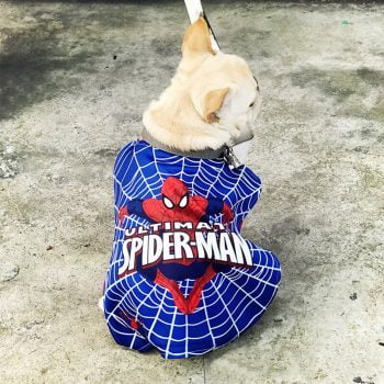Costume Spiderman pour chiens | 2023