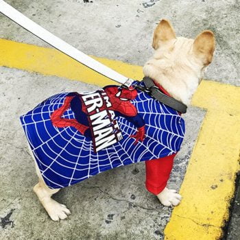 Costume Spiderman pour chiens | 2025