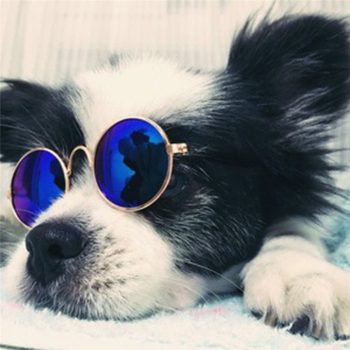 Lunettes de soleil pour chiens Dark | 2024