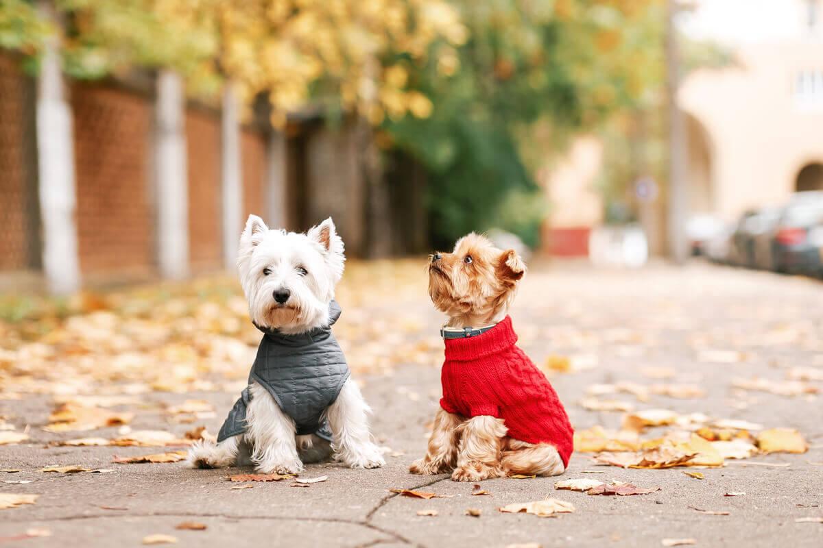 Deux chiens portant des pulls. Deux chiens portant des pulls..