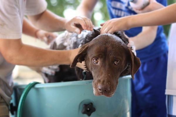 Comment laver votre chien sans shampoing pour chien