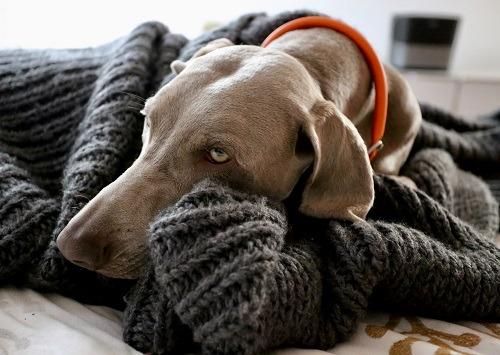 Couvrir un chien avec une couverture