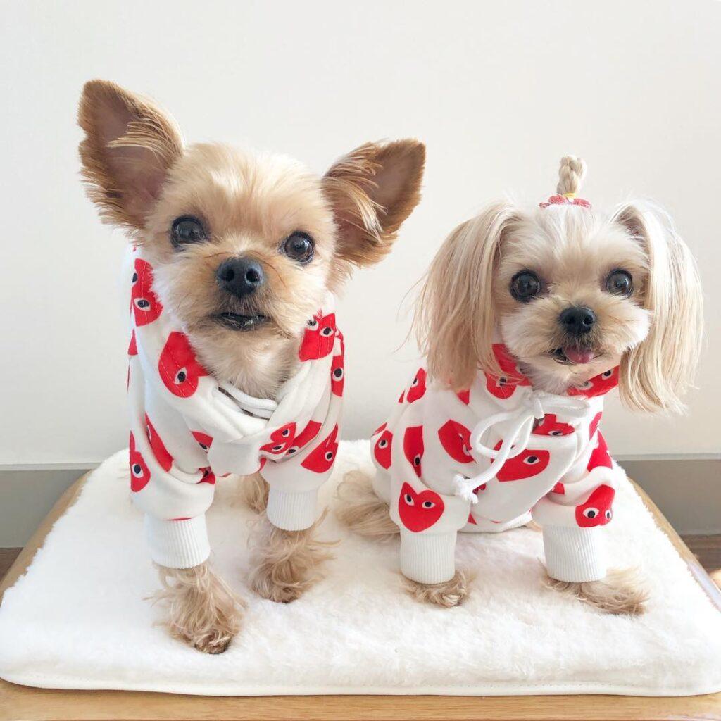5 façons de rendre la Saint-Valentin spéciale pour votre chien | Dog Love Design