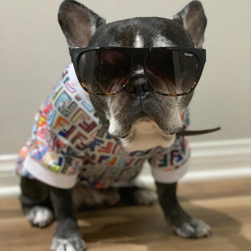 acheter vetement pour chien de luxe