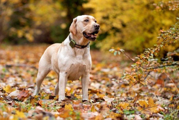 Pourquoi avez-vous besoin d'un traceur pour chien ? | 2023 traceur pour votre chien