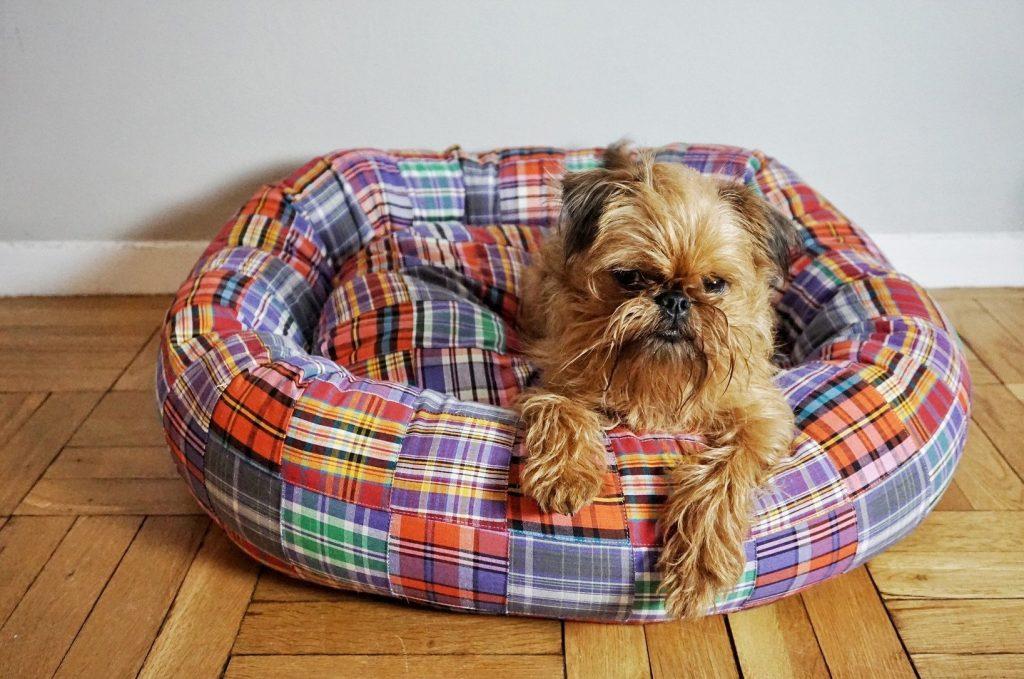 Lits pour chiens colorés