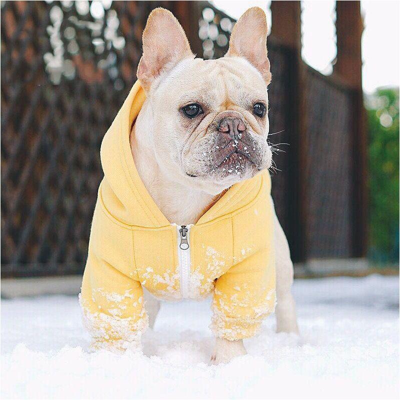 Sweat à capuche pour chien