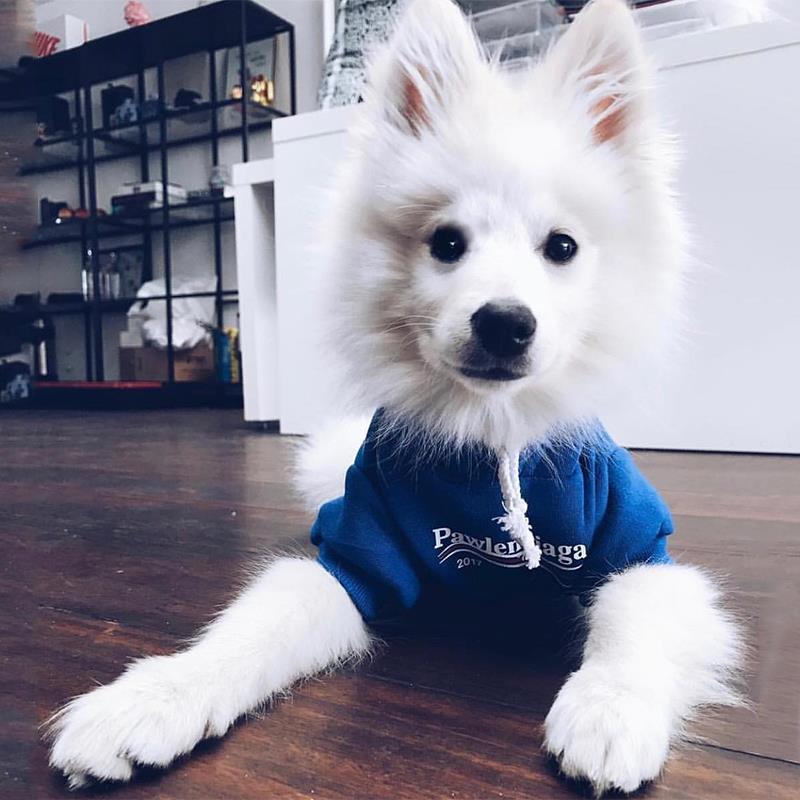 sweats à capuche pour chien Pawlenciaga