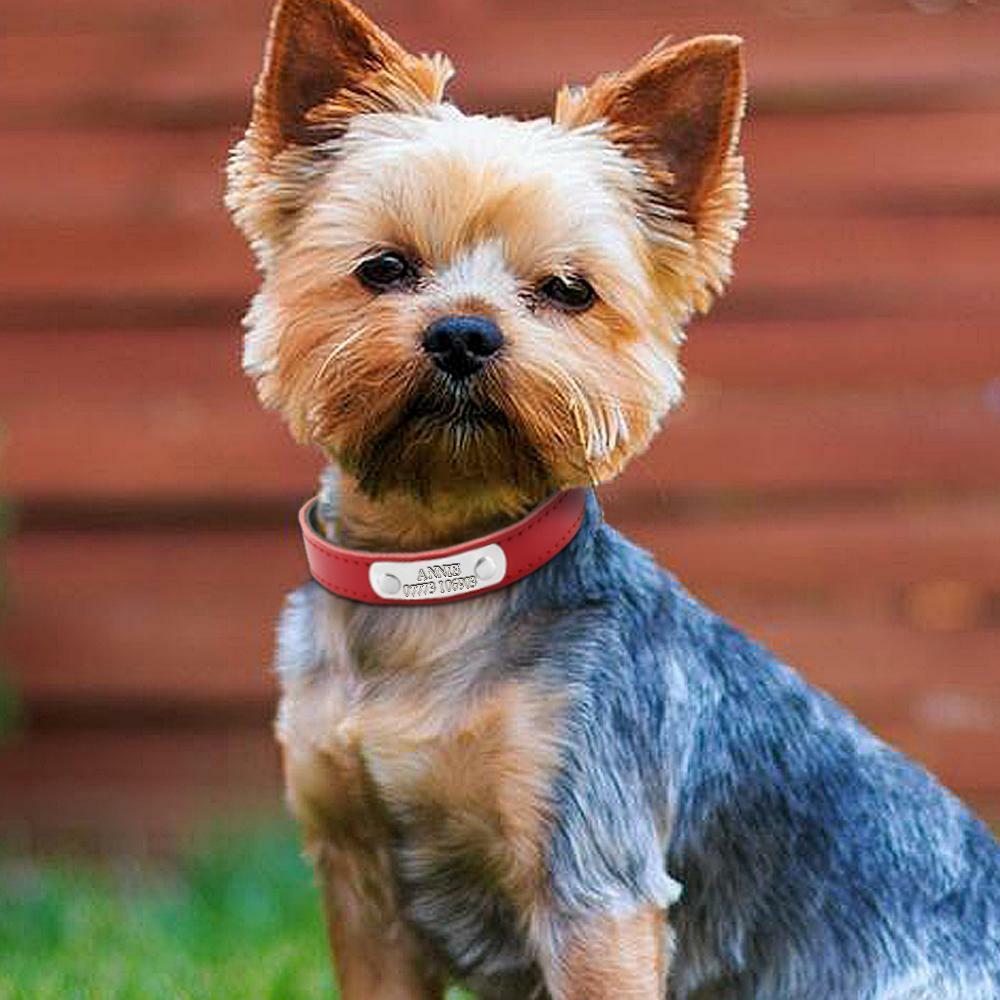 colliers pour chiens imprimé laser