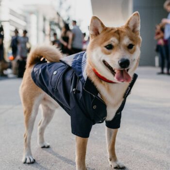 Veste pour chien | 2024