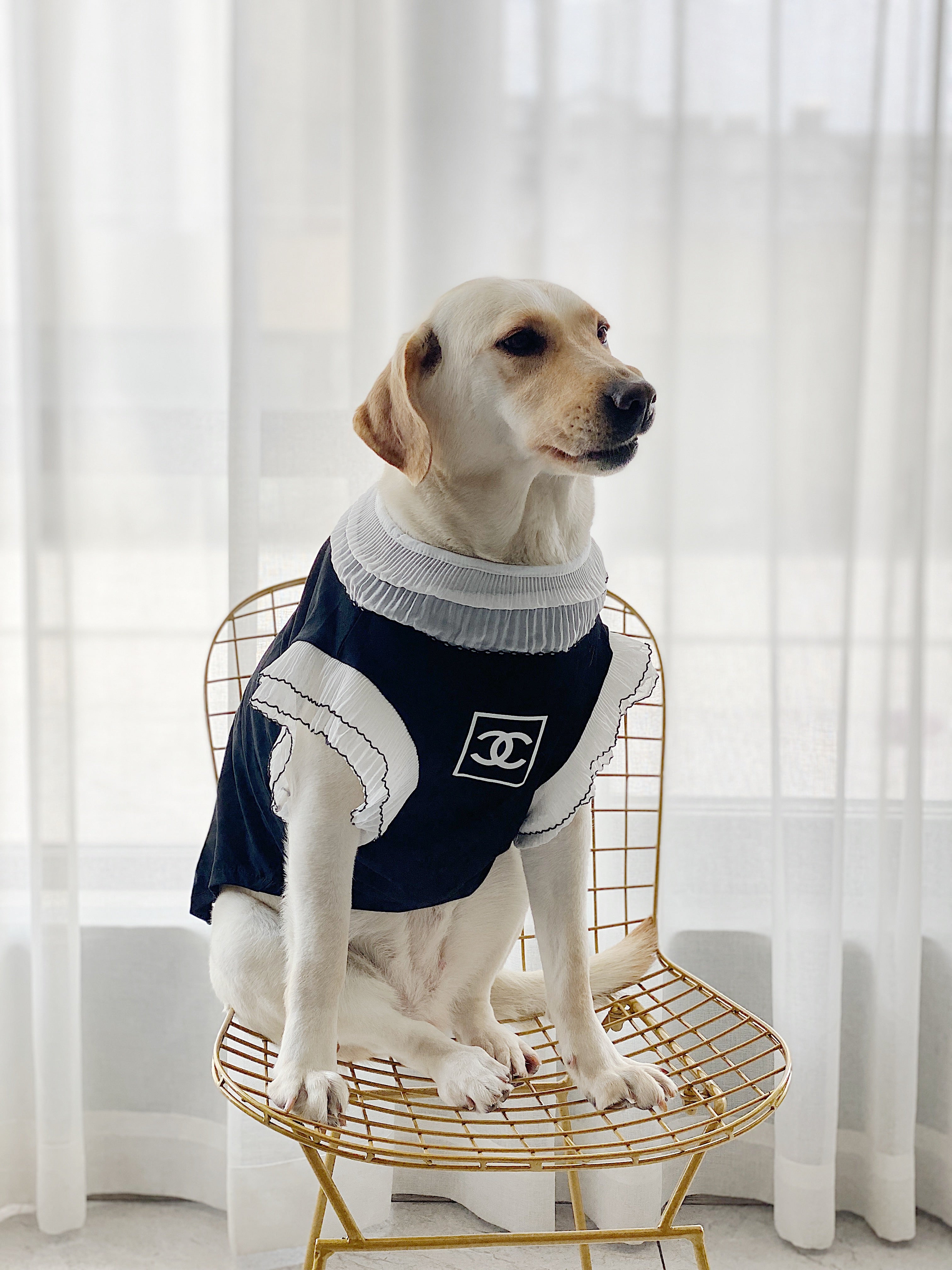 Vêtements Grands Chiens Chanel | 2025