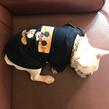 Sweat-shirt pour chien Gucci | 2024