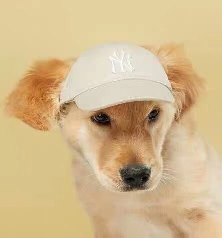 Casquette pour chiens | 2024