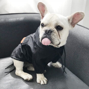 Sweat à capuche pour chien Stussy | 2024