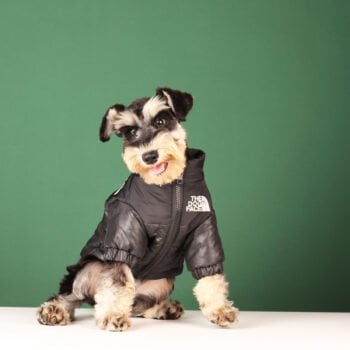 Veste pour chien The North Face | 2024