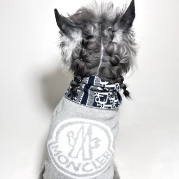 Pull pour chien Moncler | 2025