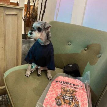 T-shirt pour chien Burberry | 2024