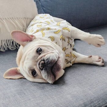Chemise hawaienne pour chien - 2025 - Vêtement et accessoires pour chiens - Doglovedesign
