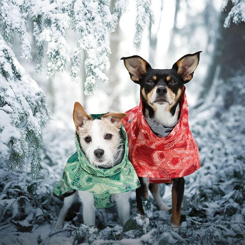 Sweat à capuche pour chien | 2024