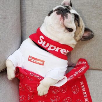 T-shirt pour chien Supreme | 2025