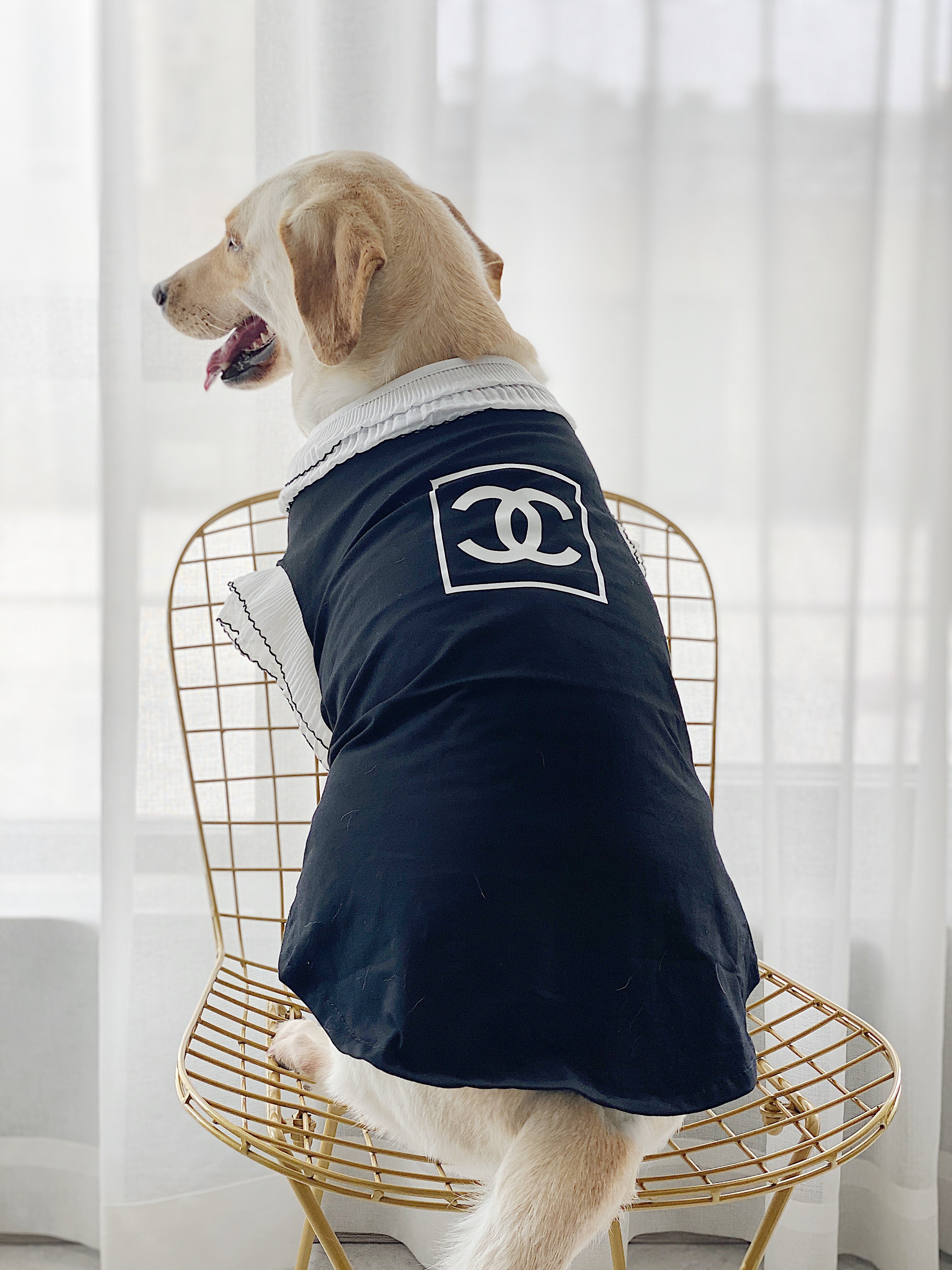 Vêtements Grands Chiens Chanel | 2025