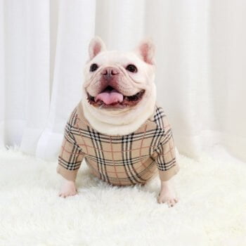 Pull pour chien Burberry | 2024