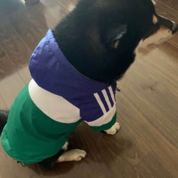 Sweat à capuche pour chien Adidas | 2024