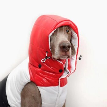 Veste pour chien Moncler | 2024