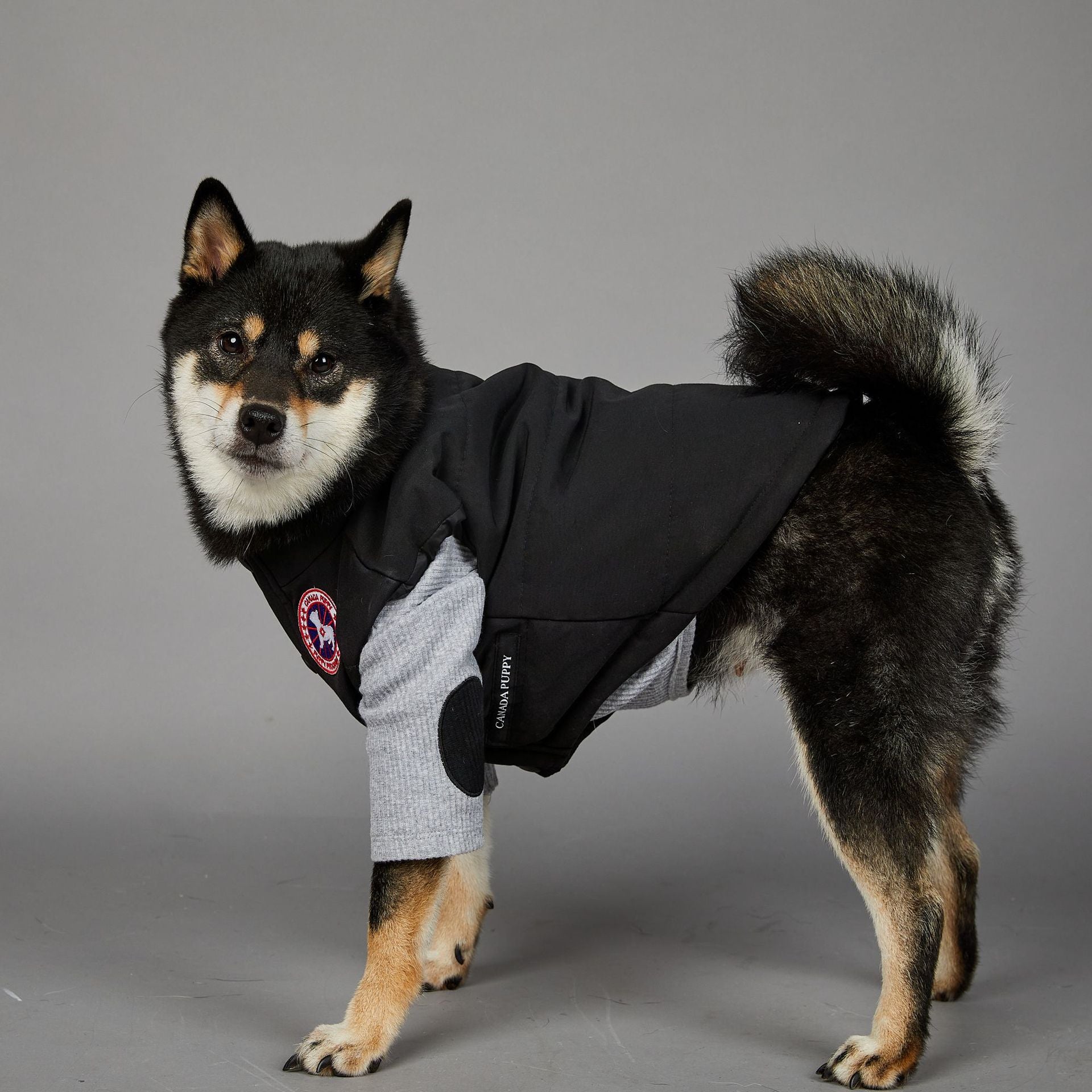 Veste pour chien | 2025