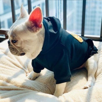 Sweat à capuche pour chien Palm Angels - 2025 - Doglovedesign : Vêtement et accessoires pour chiens Sweat à capuche pour chien Palm Angels - 2025 - Doglovedesign : Vêtement et accessoires pour chiens