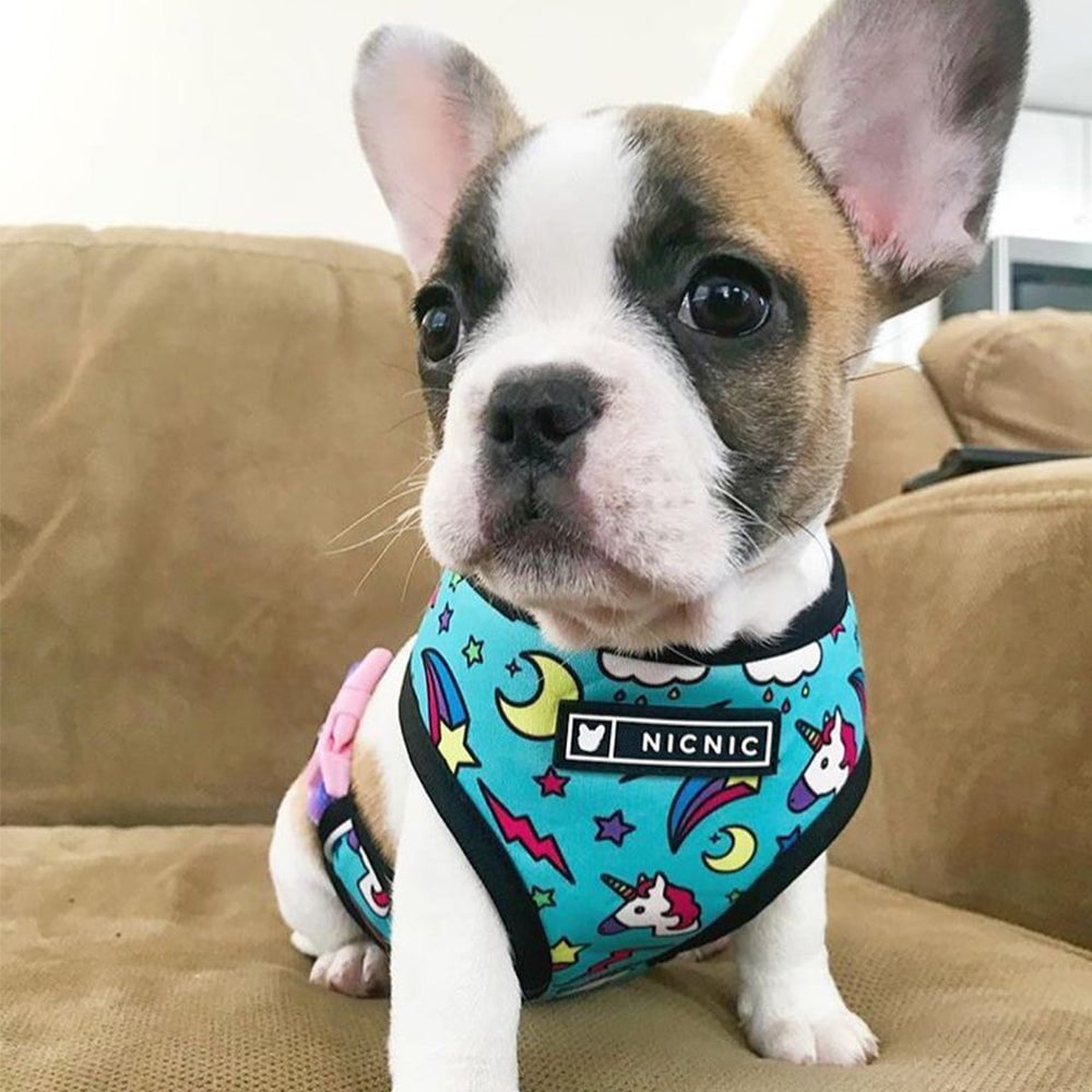 Collier et harnais pour chien | 2023