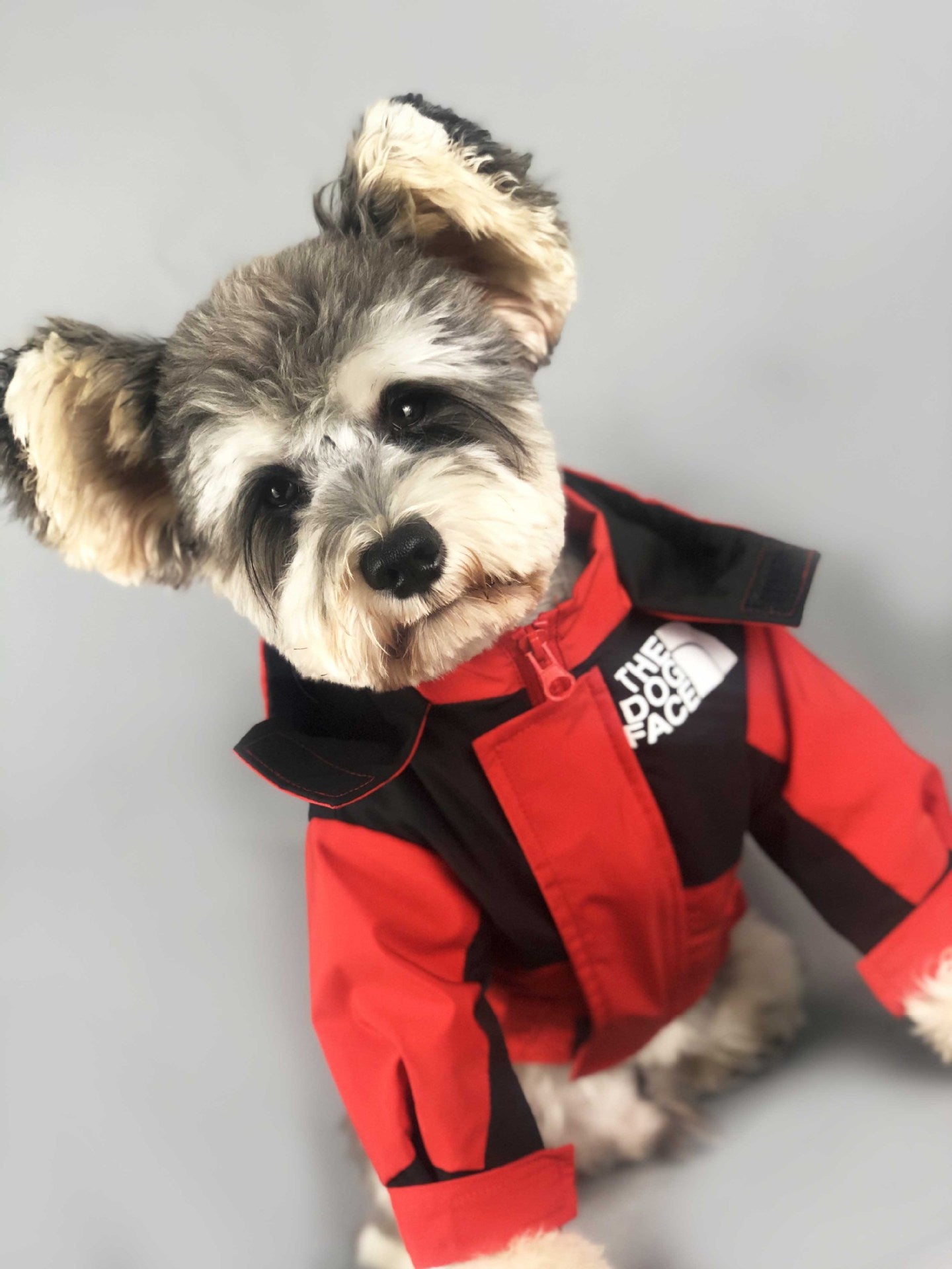 Veste pour chien The North Face | 2023