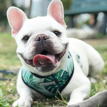 Collier et harnais pour chien - 2025 - Vêtement et accessoires pour chiens - Doglovedesign
