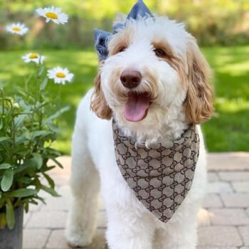 Bandana Rose Confortable et Stylé pour Chien | Monogramme GG | 2024