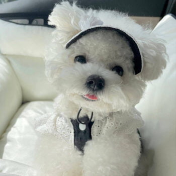 Robe pour chien Chanel | 2024