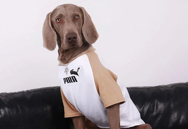 Vêtements Grands Chiens Pika | 2025