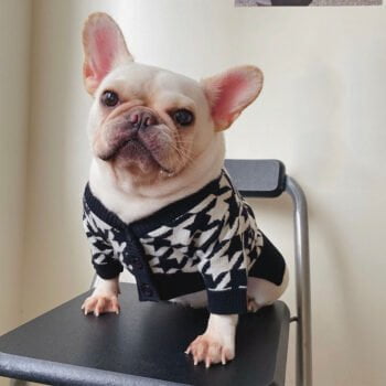 Pull pour chien Dior - 2025 - Doglovedesign : Vêtement et accessoires pour chiens