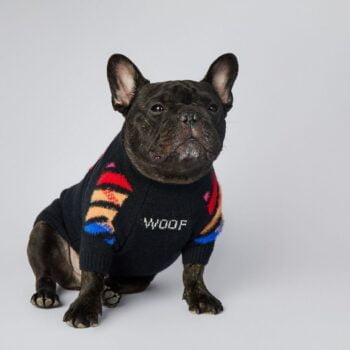 Pull pour chien WOOF | 2024