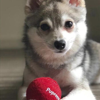 Balle de Tennis Pupreme Luxe : Le Jouet Idéal pour Votre Petit Chien | 2024