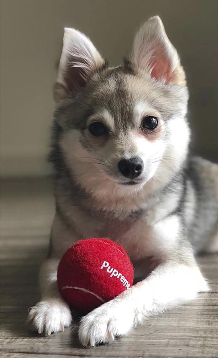 Balle de Tennis Pupreme Luxe : Le Jouet Idéal pour Votre Petit Chien | 2024