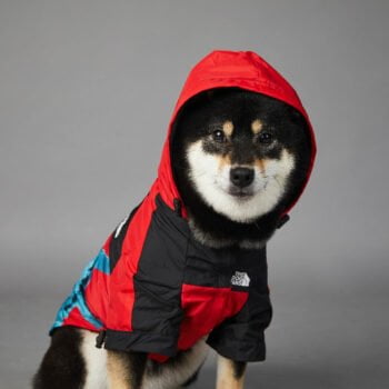 Sweat à capuche pour chien The North Face - 2025 - Vêtement et accessoires pour chiens - Doglovedesign