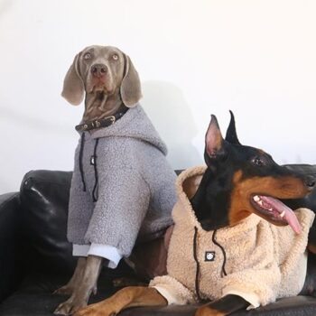 Vêtements Grands Chiens | 2025