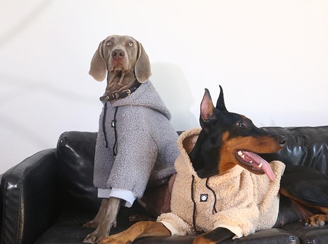 Vêtements Grands Chiens | 2025