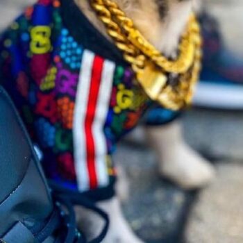 Veste pour chien Gucci | 2024