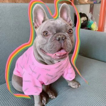 Pull pour chien Chanel - 2025 - Vêtement et accessoires pour chiens - Doglovedesign