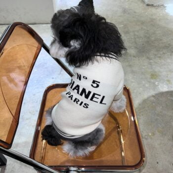 Pull pour chien Chanel | 2024