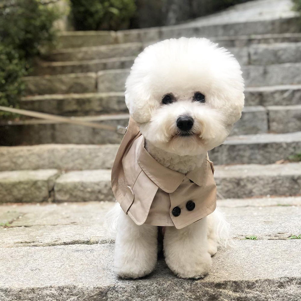 Bandana Tartan Chien : Style Écossais Chic - Idéal pour les Petites Races | 2025