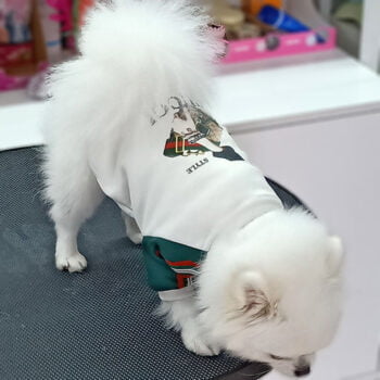 Veste pour chien Gucci | 2024