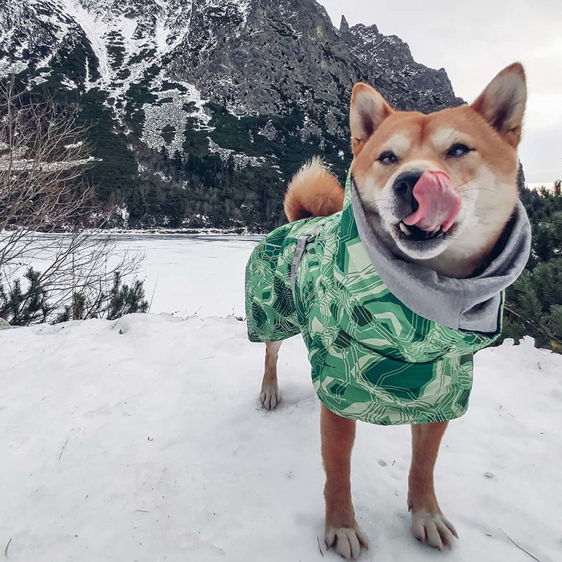 Sweat à capuche pour chien | 2024