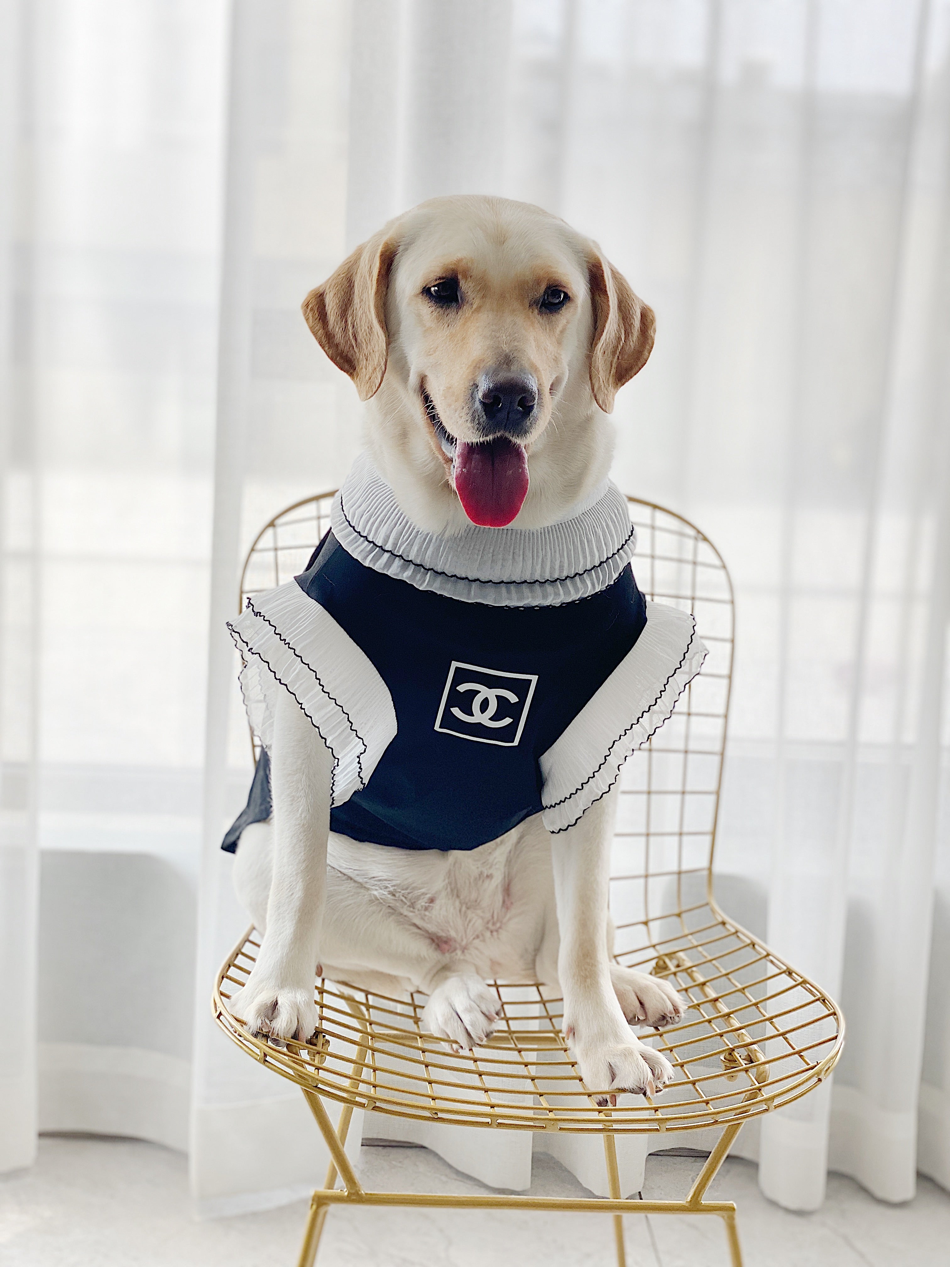 Vêtements Grands Chiens Chanel | 2025